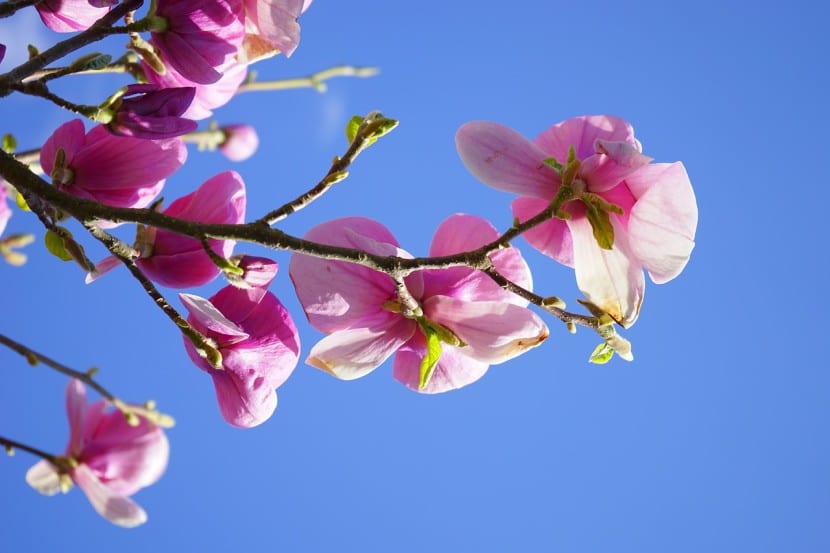 Magnolio en flor con las flores blancas abiertas