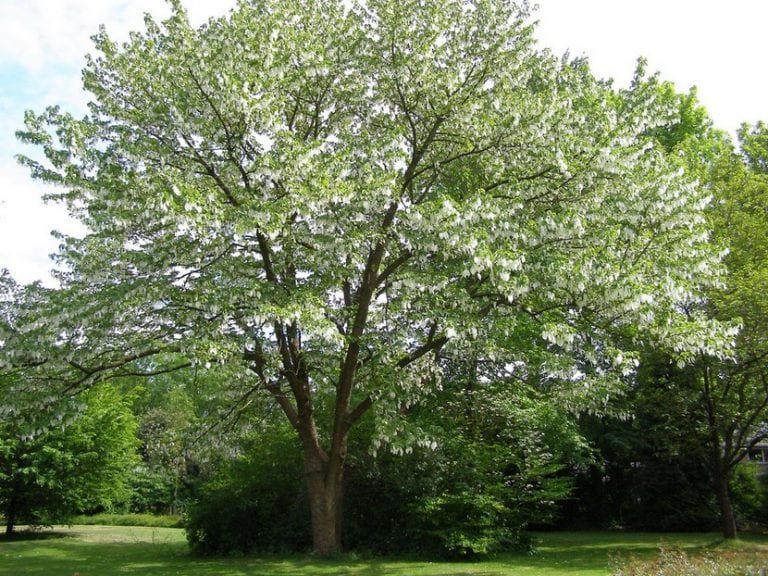 Árbol de los pañuelos en flor, con las brácteas blancas colgando