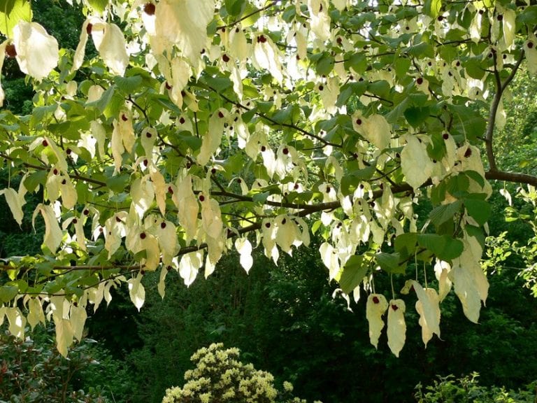 Hojas acorazonadas y aserradas de Davidia involucrata