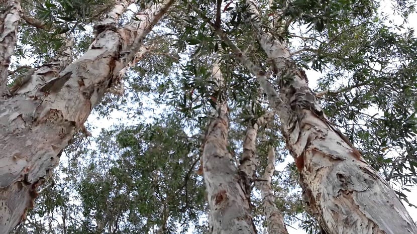 Corteza de papel del Melaleuca quinquenervia desprendiéndose en láminas