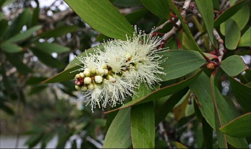 Flor blanca en espiga de una rama de Melaleuca quinquenervia