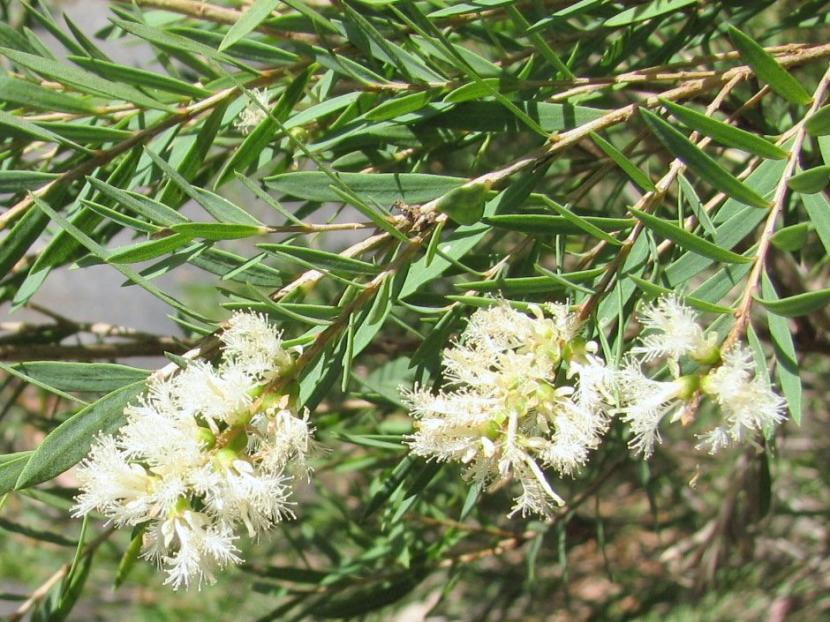 Melaleuca linariifolia cubierta de flores blancas en verano