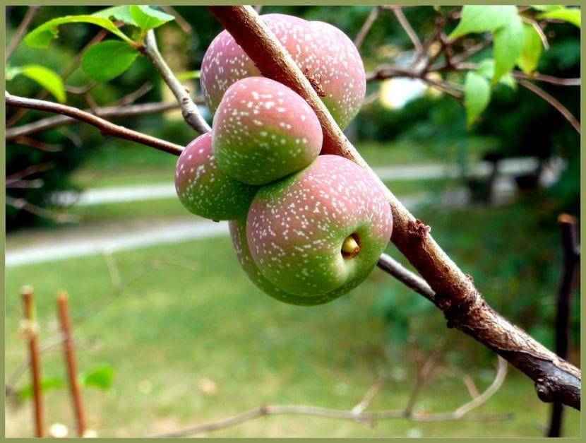 Frutos amarillos del membrillero del Japón madurando en la rama