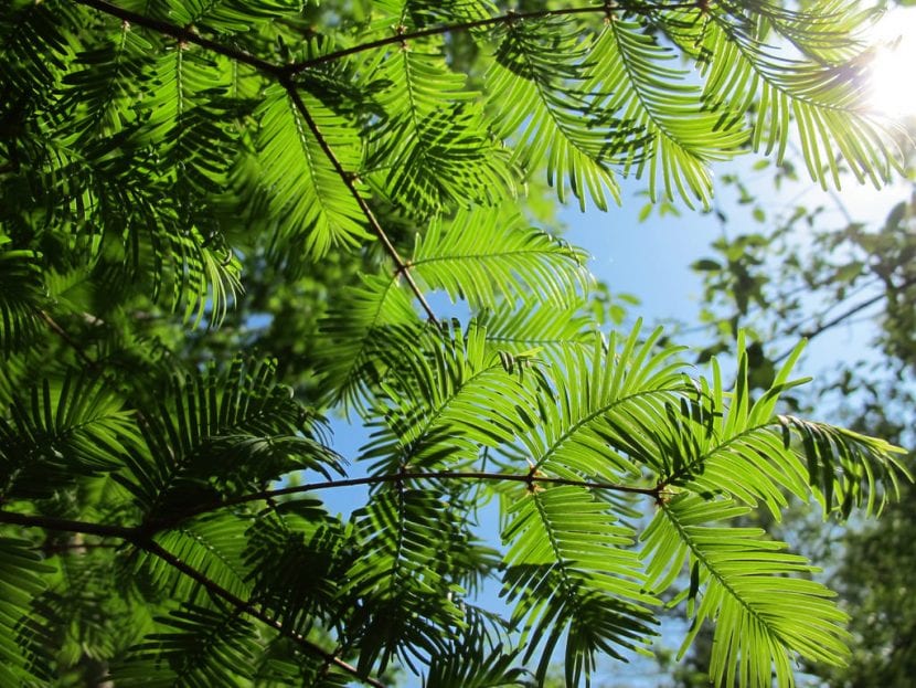Ejemplar adulto de Metasequoia glyptostroboides con porte cónico