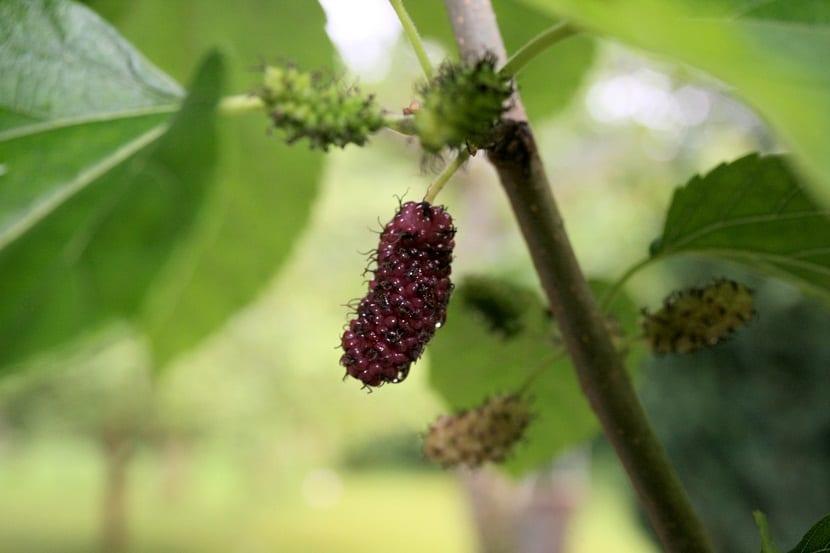 Fruto alargado de moral rojo en la rama