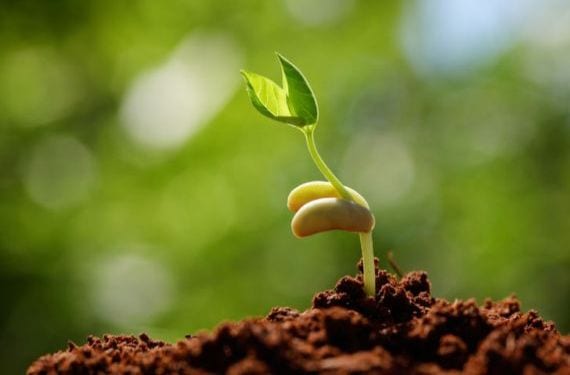 Plántula recién germinada con sus primeras hojas