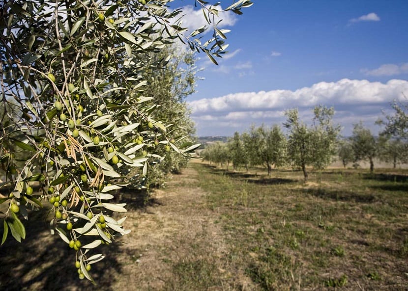 Olivar de hojiblanca con aceitunas verdes en la rama