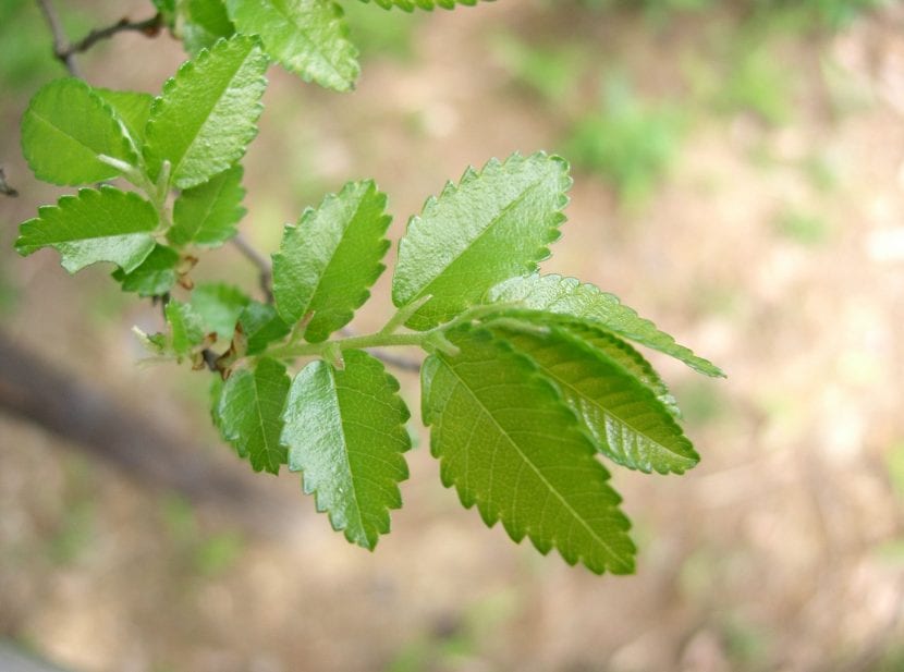 Hojas pequeñas y aserradas del Ulmus parvifolia