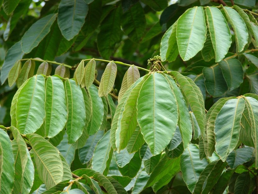 Árbol de pacay (Inga feuillei) con su copa ancha y densa