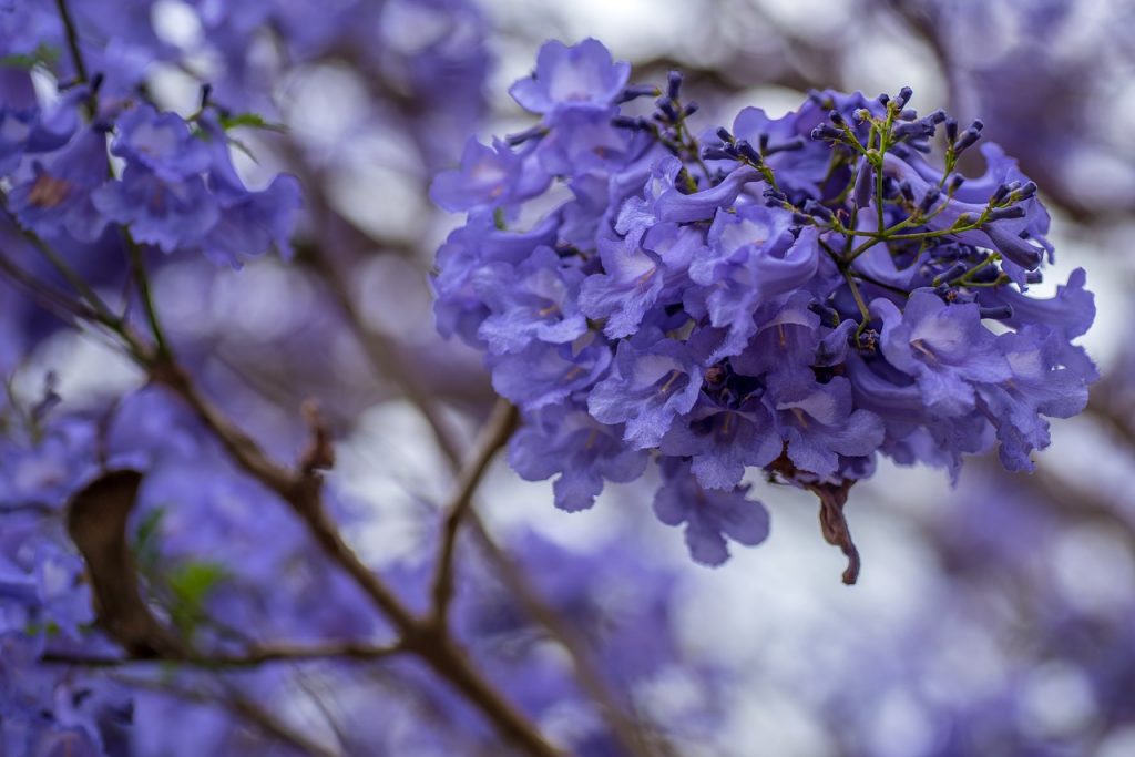Jacaranda mimosifolia en plena floración azul violácea
