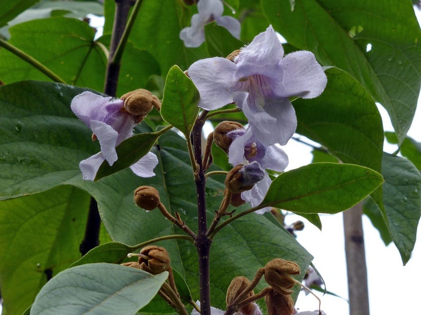 Detalle de las flores lilas de la paulonia
