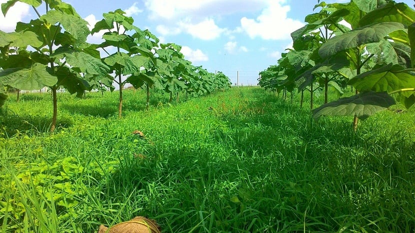 Plantación joven de paulownia en línea