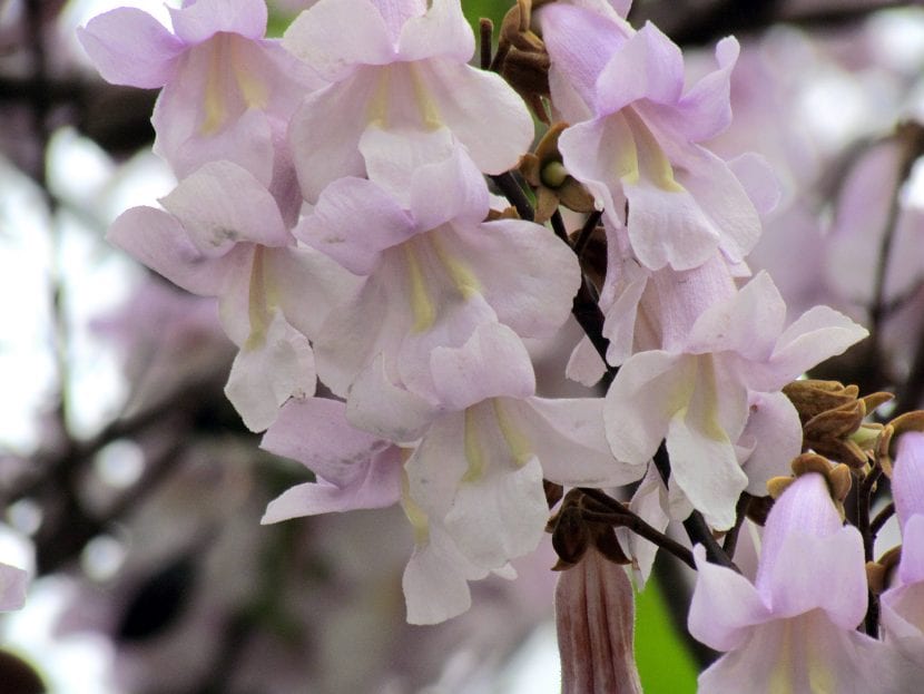 Paulownia tomentosa en flor, con panículas lilas sobre madera desnuda