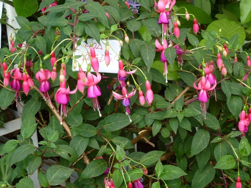 Arbusto de pendientes de la reina cubierto de flores colgantes