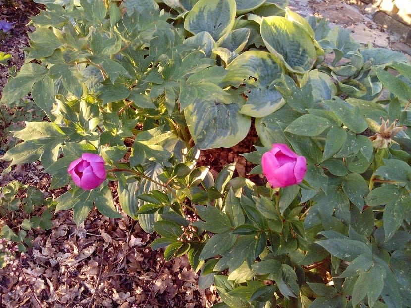 Arbusto con dos flores de peonía rosa abiertas