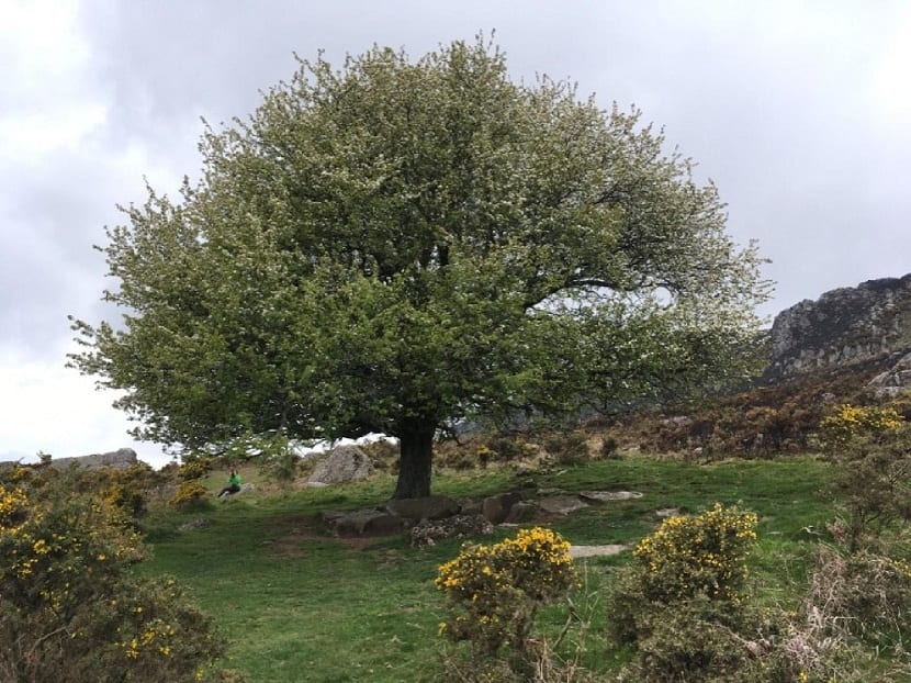 Gran árbol de peral silvestre que ha nacido de forma silvestre en el campo
