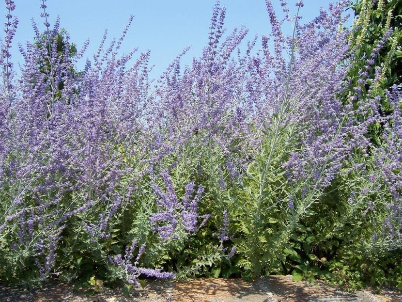 Mata de Perovskia atriplicifolia en flor