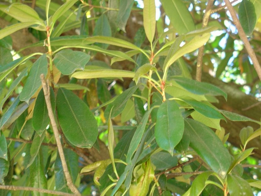 Hojas aserradas y coriáceas de Photinia serrulata