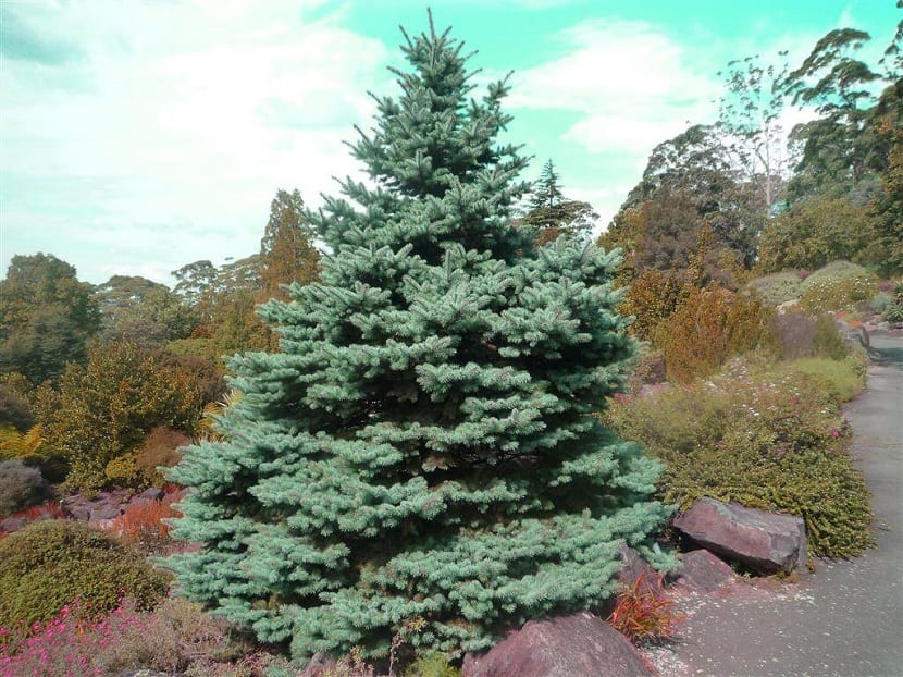 Follaje azulado de Picea glauca