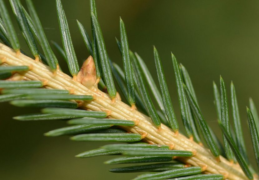 Ramas de Picea abies con acículas y piñas colgantes