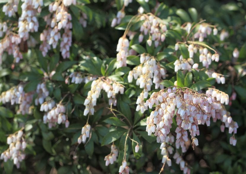Panículas colgantes de flores blancas de Pieris japonica