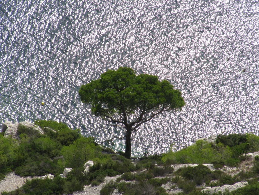 Pinos carrascos creciendo sobre roca caliza junto al mar