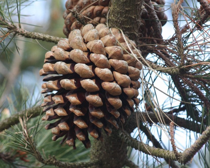 Piña asimétrica característica del pino insignis