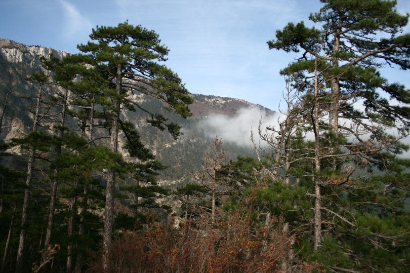 Ejemplar adulto de Pinus nigra con la copa aparasolada