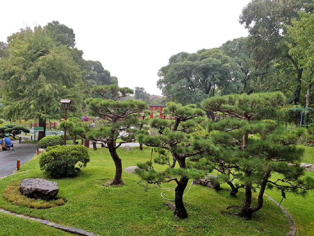 Jardín con un pino negro japonés de porte abierto