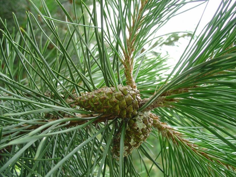Ejemplar de Pinus contorta var. latifolia de fuste recto y copa estrecha
