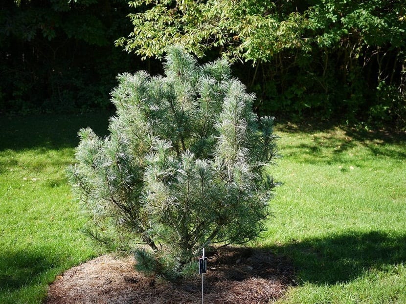 Ramas densas y completamente verdes del pino de montaña Pinus mugo