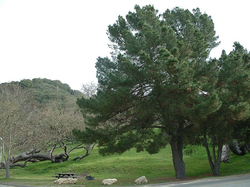 Pinus radiata: ficha, propagación, manejo y madera