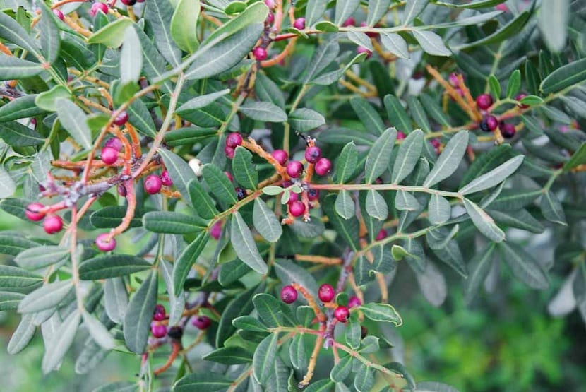 Pistacia lentiscus con sus frutos