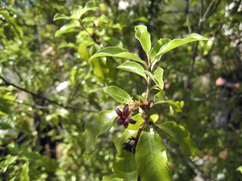Flor pequeña de color berenjena oscuro de Pittosporum tenuifolium sobre la rama