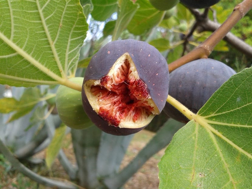 Higuera con síntomas de plagas y enfermedades en hojas y frutos