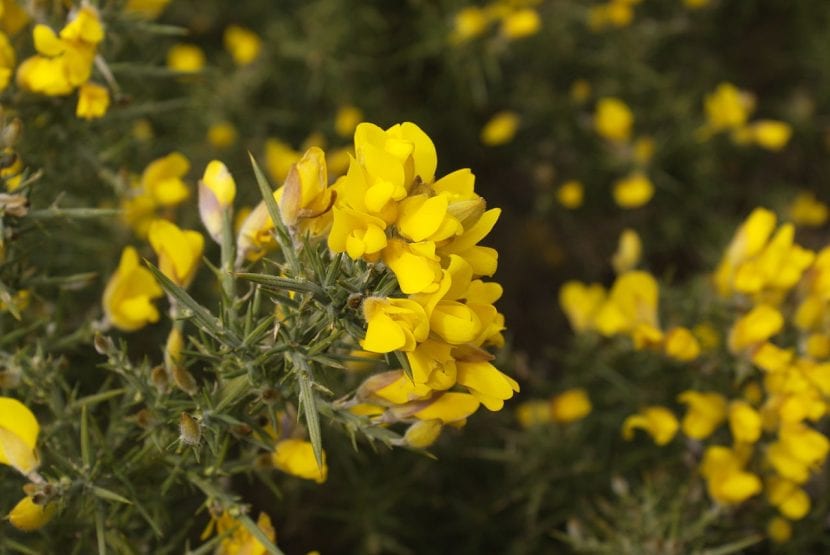 Mata de toxo (Ulex europaeus) en flor