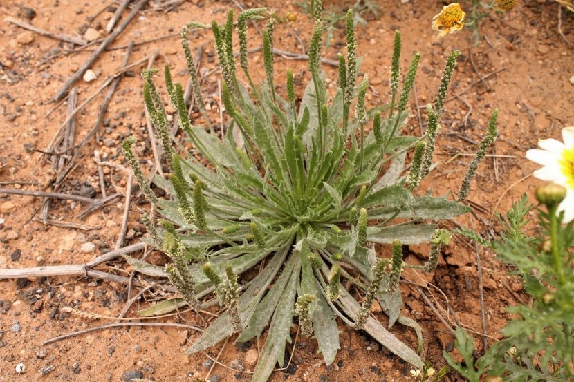 Mata plateada de Plantago albicans creciendo en un suelo seco