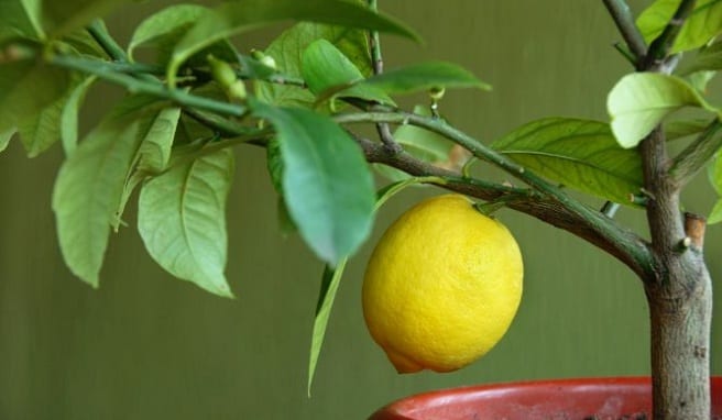Limones madurando en la rama de un limonero
