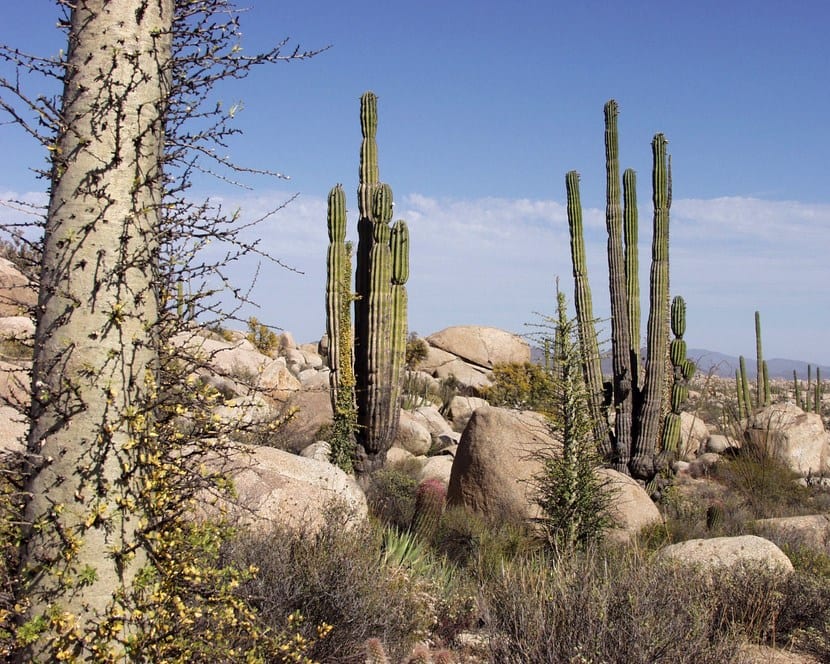 Plantas xerófilas en un jardín de secano