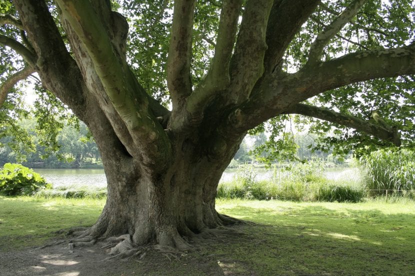 Copa de Platanus orientalis, una de las especies del género
