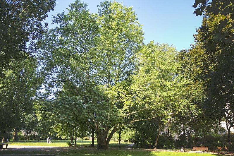 Platanero adulto del género Platanus con la corteza desprendida en placas