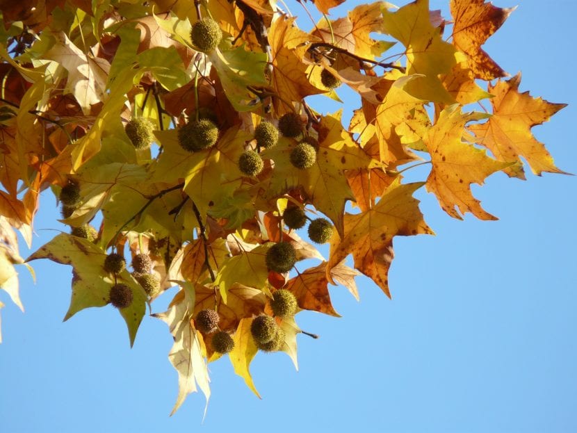 Frutos globosos y hojas palmatilobadas características del género Platanus