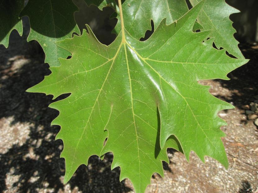 Hoja grande y palmeada del plátano de sombra sobre el suelo