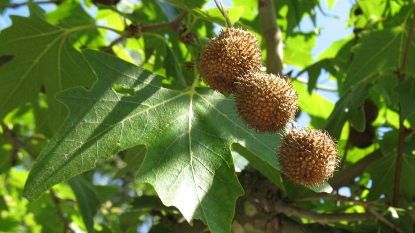 Cabezuelas de fruto de plátano oriental ensartadas en un mismo pedúnculo