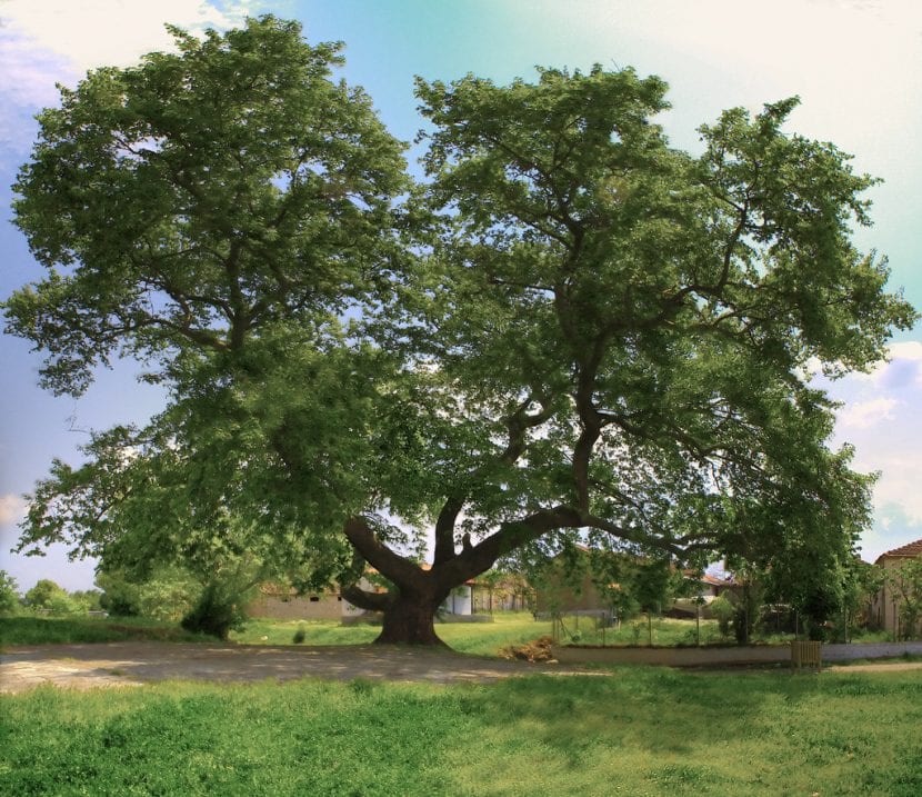 Ejemplar viejo de Platanus orientalis con la copa abierta en cúpula