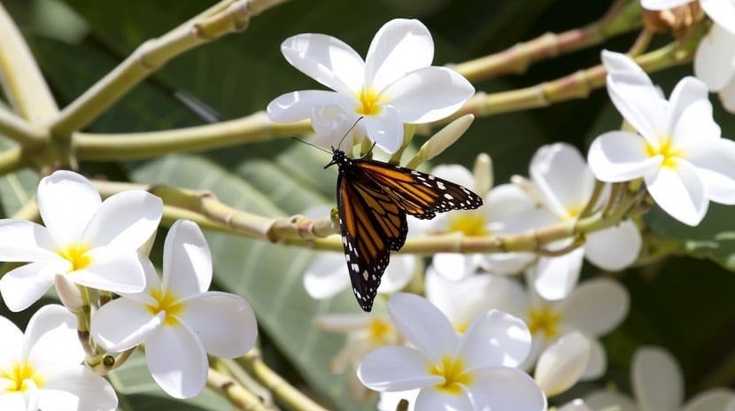 Mariposa visitando flores blancas de plumeria