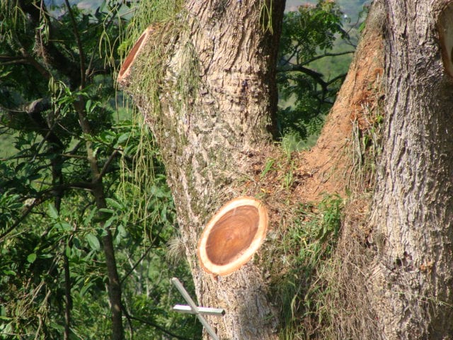 Árbol adulto tras una intervención de poda severa