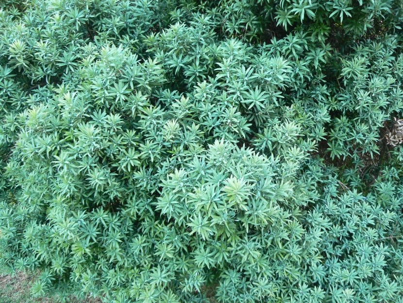 Ejemplar de Podocarpus elongatus con follaje glauco