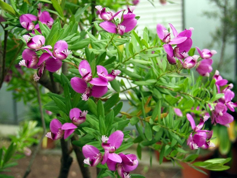 Arbusto de Polygala myrtifolia en flor
