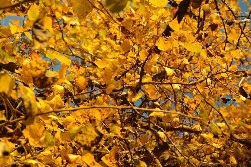Copa de un Populus nigra con el follaje amarillo del otoño